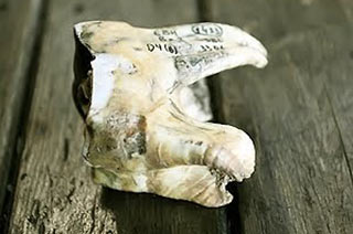 Зуб носорога (пещера Эмине-Баир-Хосар)