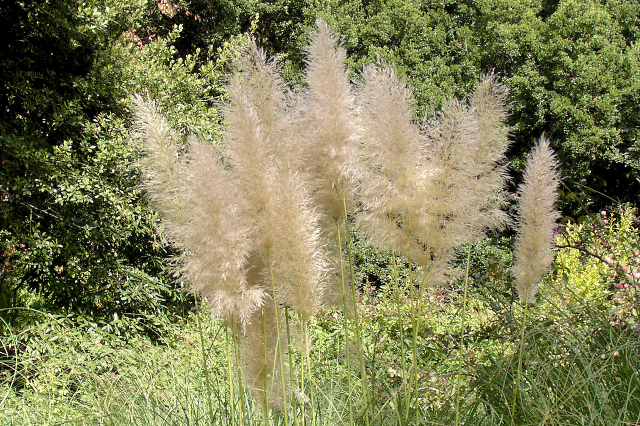 Пампасская трава (Cortaderia selloana) — путеводитель по отдыху в Крыму