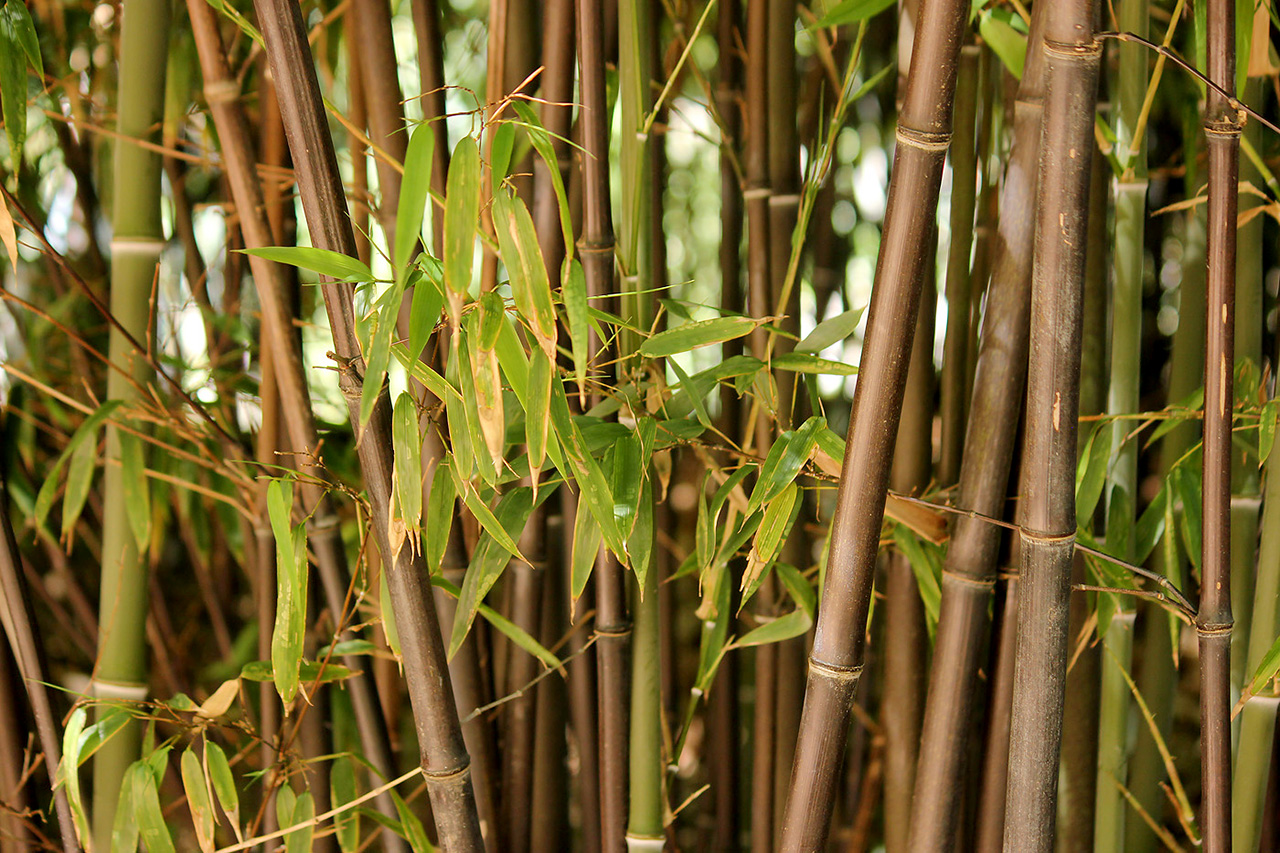 Листоколосник чёрный (Phyllostachys nigra) — путеводитель по отдыху в Крыму