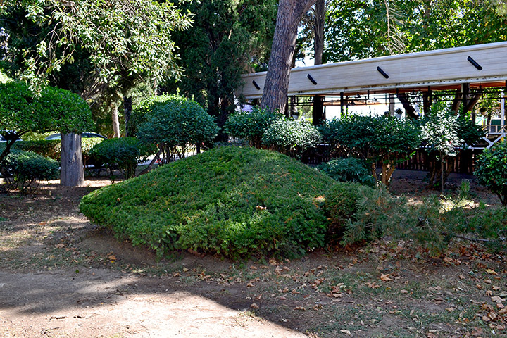 Городской сад (Ялта). Тис