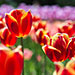 Тюльпаны. Никитский ботанический сад
