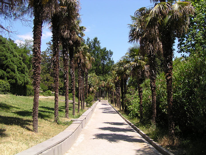 Пальмовая аллея (Воронцовский дворец)