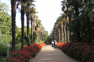 Пальмовая аллея (Никитский ботанический сад)