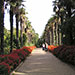 Пальмовая аллея (Никитский ботанический сад)