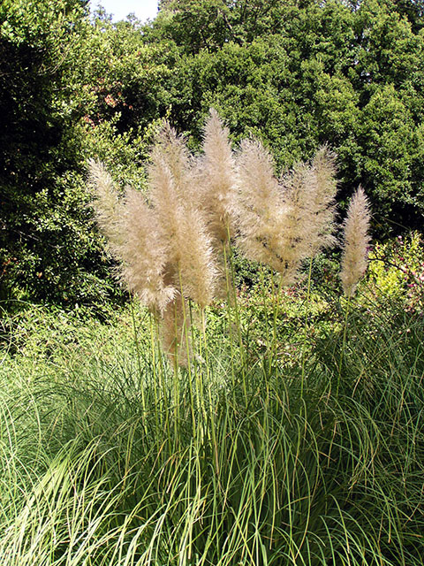 Пампасская трава (Никитский сад)