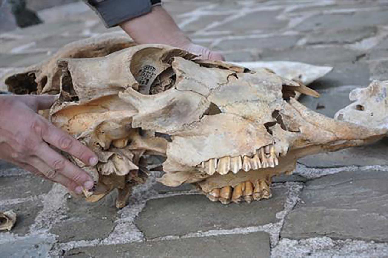 Нашли бизона. Находки доисторических животных зубов. Зубы древних животных в Крыму.