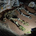 Скелет мамонта (пещера Эмине-Баир-Хосар)