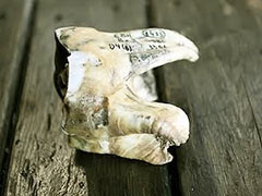Зуб носорога (пещера Эмине-Баир-Хосар)