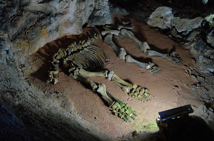 Скелет мамонта (пещера Эмине-Баир-Хосар)