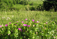 Крым, Долгоруковская яйла, июнь. Цветёт герань кроваво-красная (Geranium)