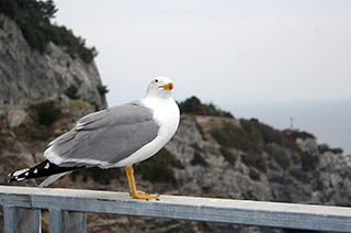 Чайка-хохотунья (Larus cachinnans Pallas)