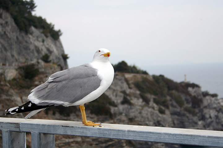 Чайка-хохотунья (Larus cachinnans Pallas)