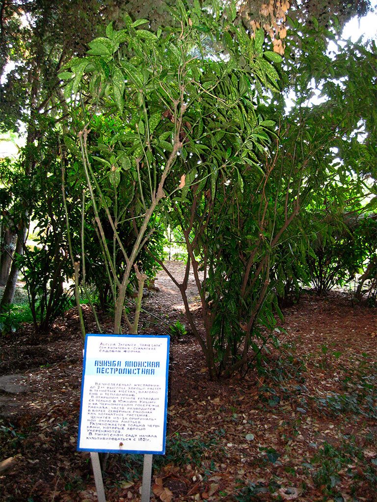 Аукуба японская пестролистная (Aucuba japonica Variegata) — путеводитель по  отдыху в Крыму