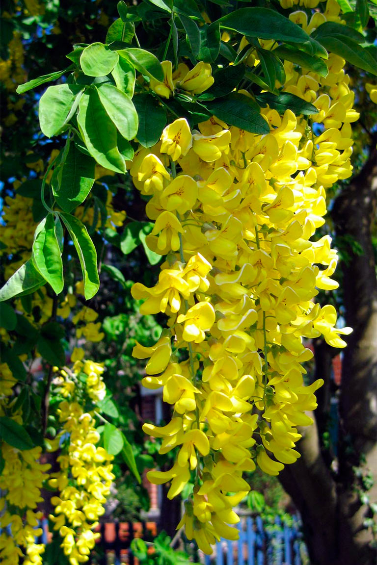 Бобовник обыкновенный (Laburnum anagyroides) — путеводитель по отдыху в  Крыму