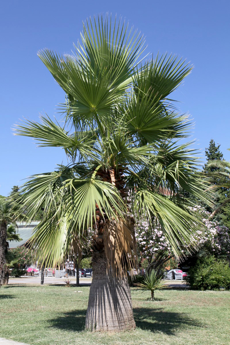 Вашингтония нитеносная (Washingtonia filifera) — путеводитель по отдыху в  Крыму