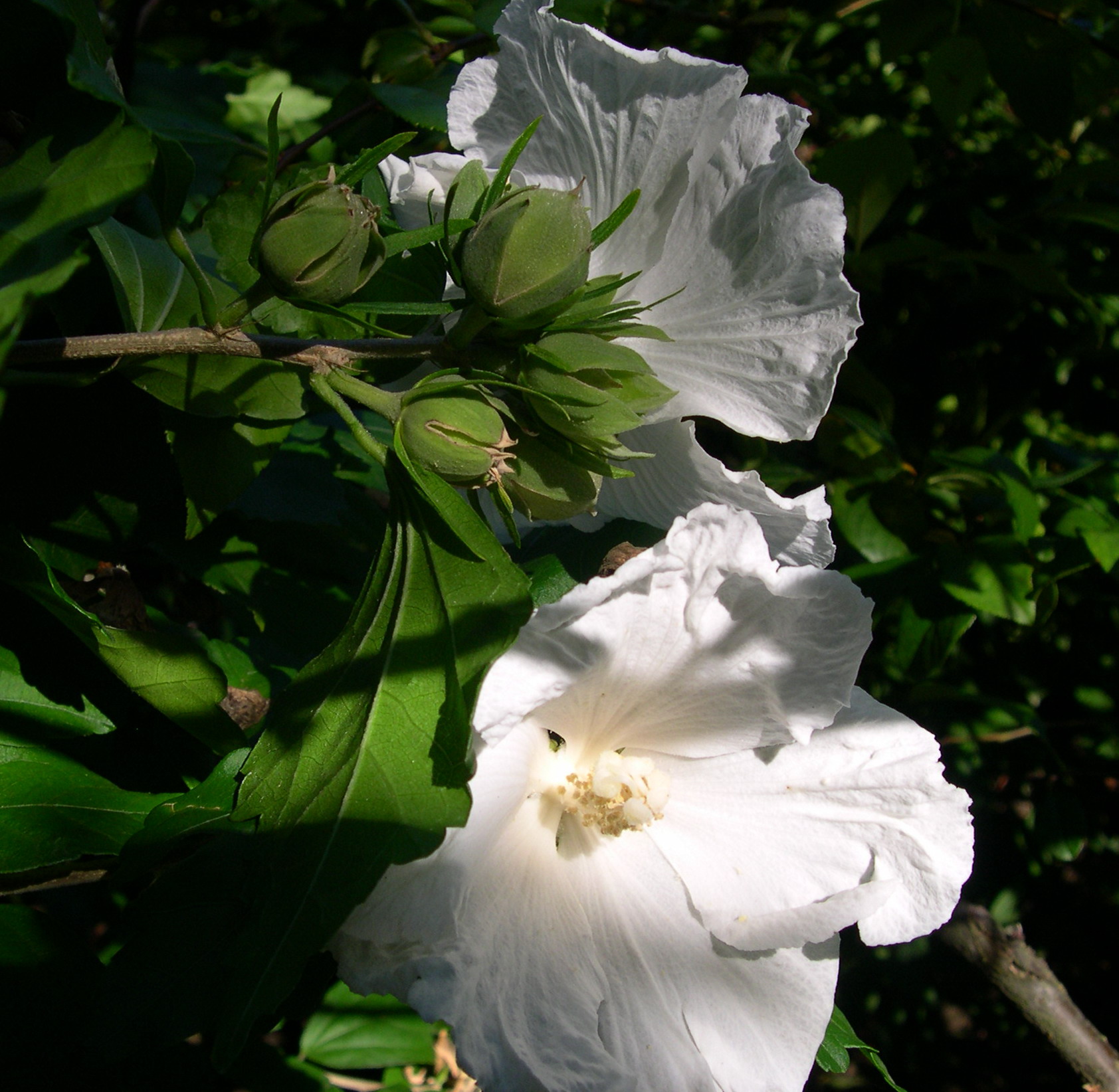 Гибискус сирийский или кетмия (Hibiscus syriacus) — путеводитель по отдыху  в Крыму