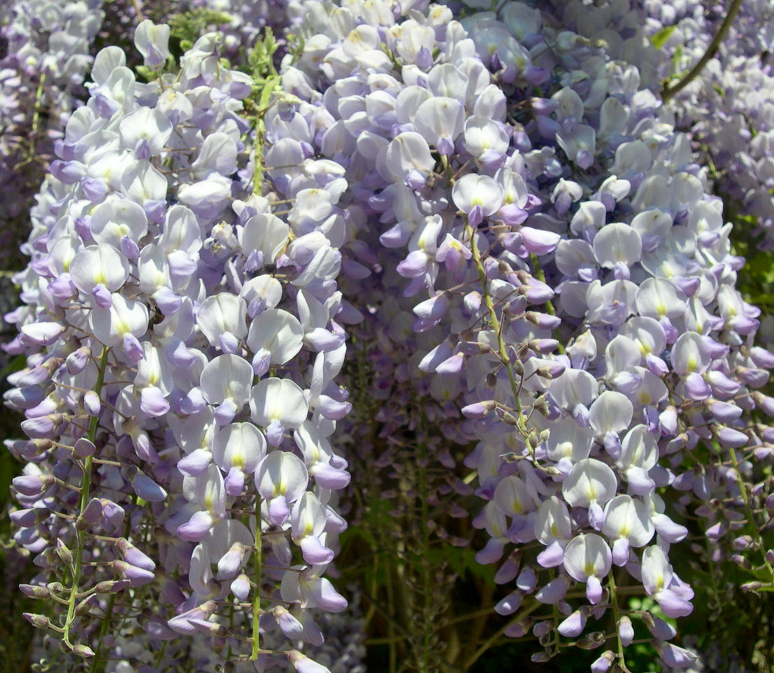 Глициния пышноцветущая (Wisteria floribunda) — путеводитель по отдыху в  Крыму