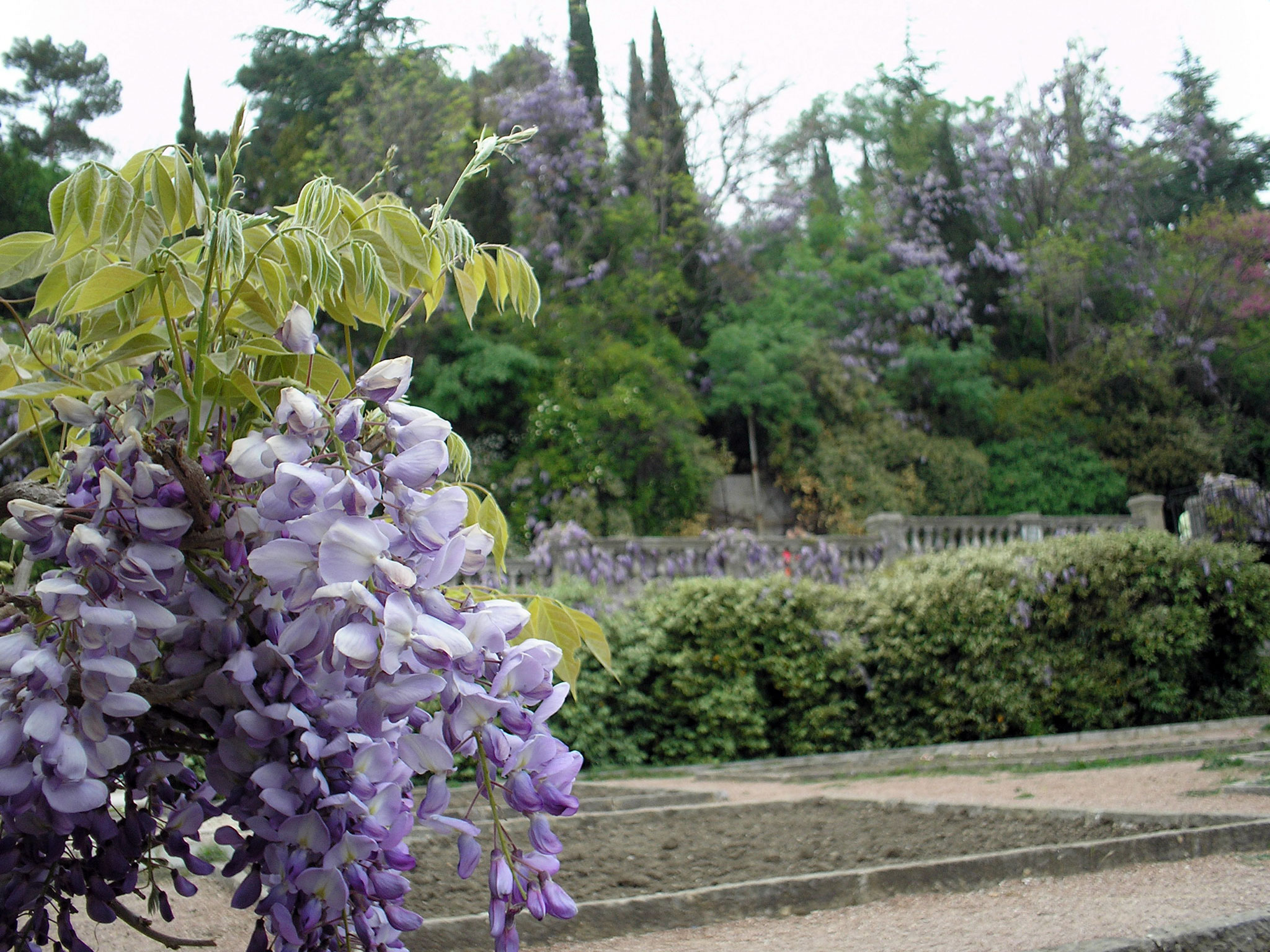 Глициния китайская (Wisteria shinensis) — путеводитель по отдыху в Крыму