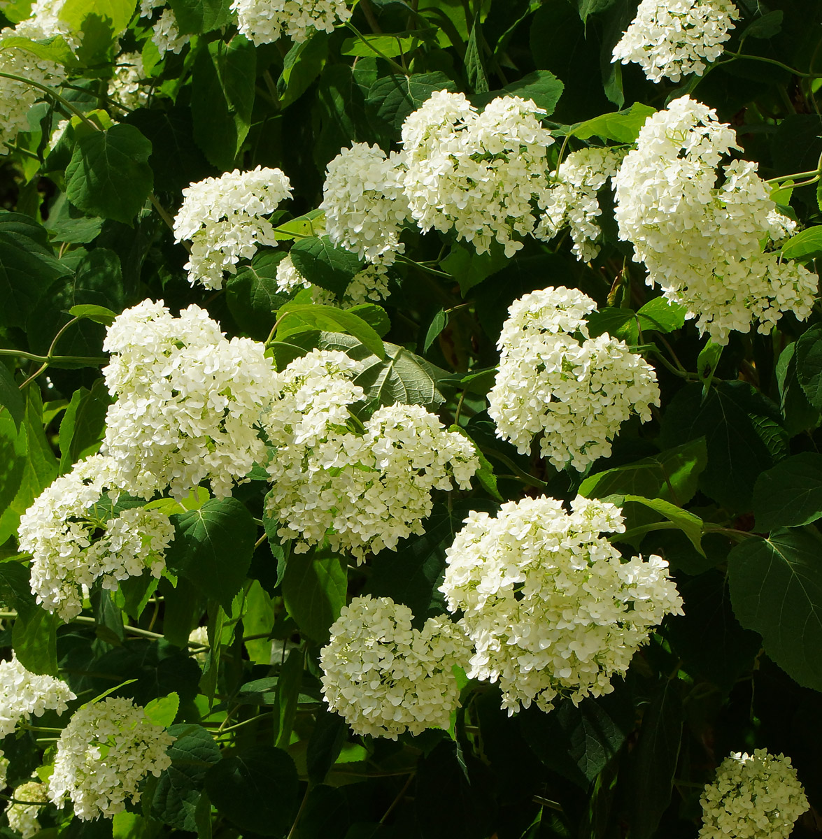 Гортензия древовидная (Hydrangea arborescens) — путеводитель по отдыху в  Крыму