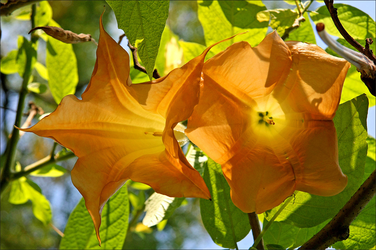 Древовидный дурман (Brugmansia) — путеводитель по отдыху в Крыму