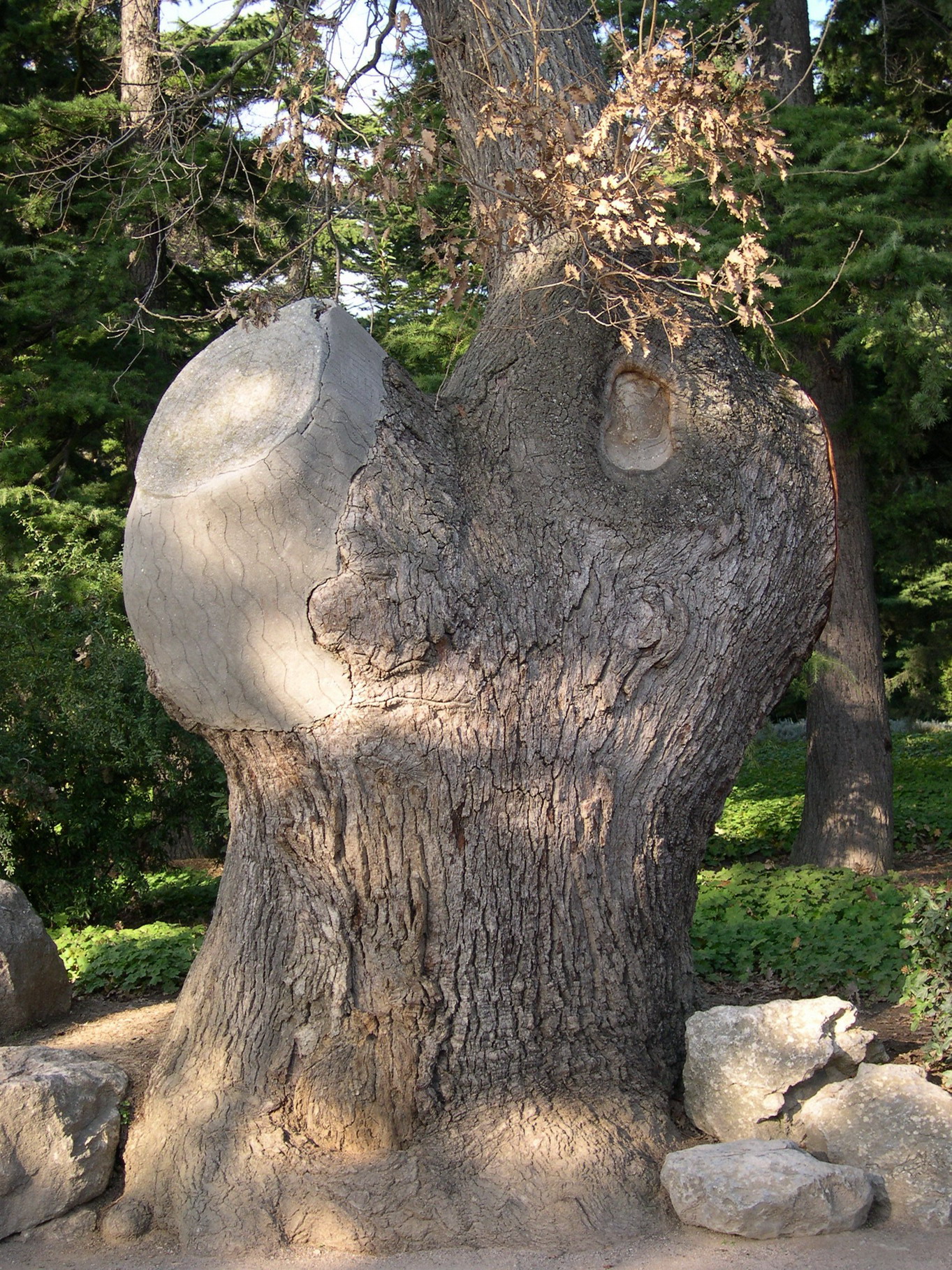 Дуб пушистый (Quercus pubescens) — путеводитель по отдыху в Крыму