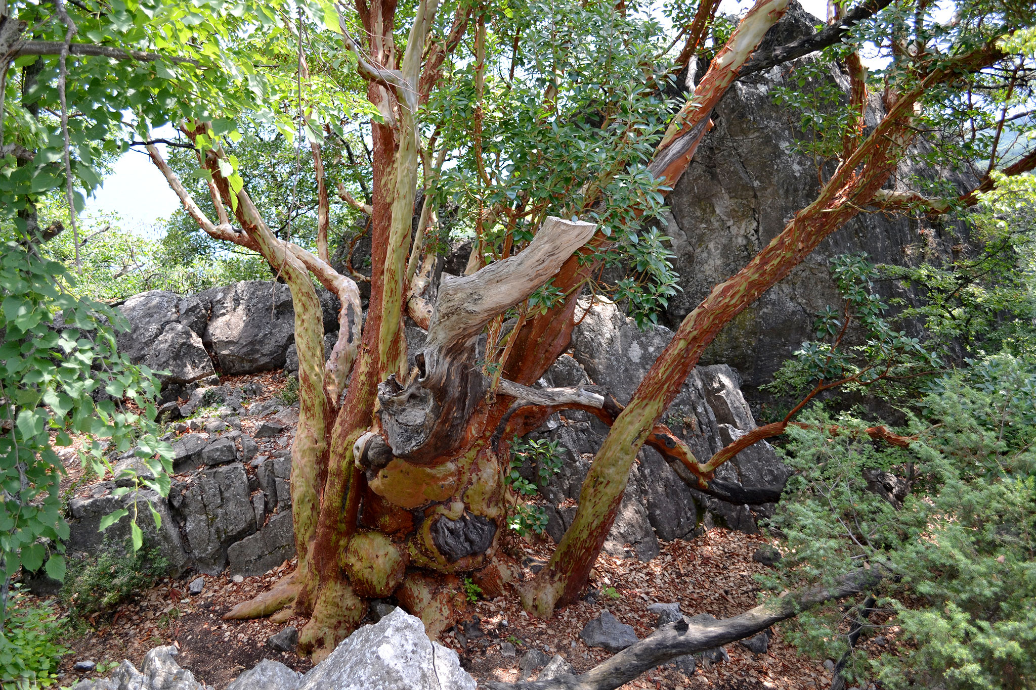 Земляничник мелкоплодный (Arbutus andrachne) — путеводитель по отдыху в  Крыму