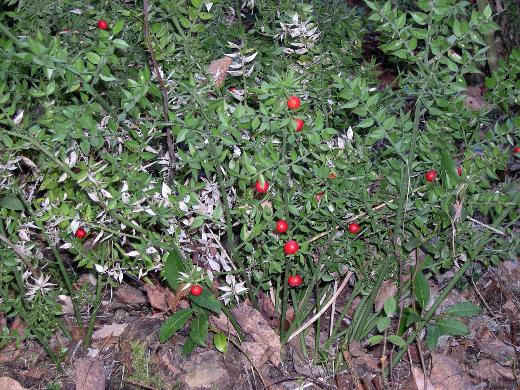 Иглица понтийская (мышиный тёрн), Ruscus ponticus — путеводитель по отдыху  в Крыму