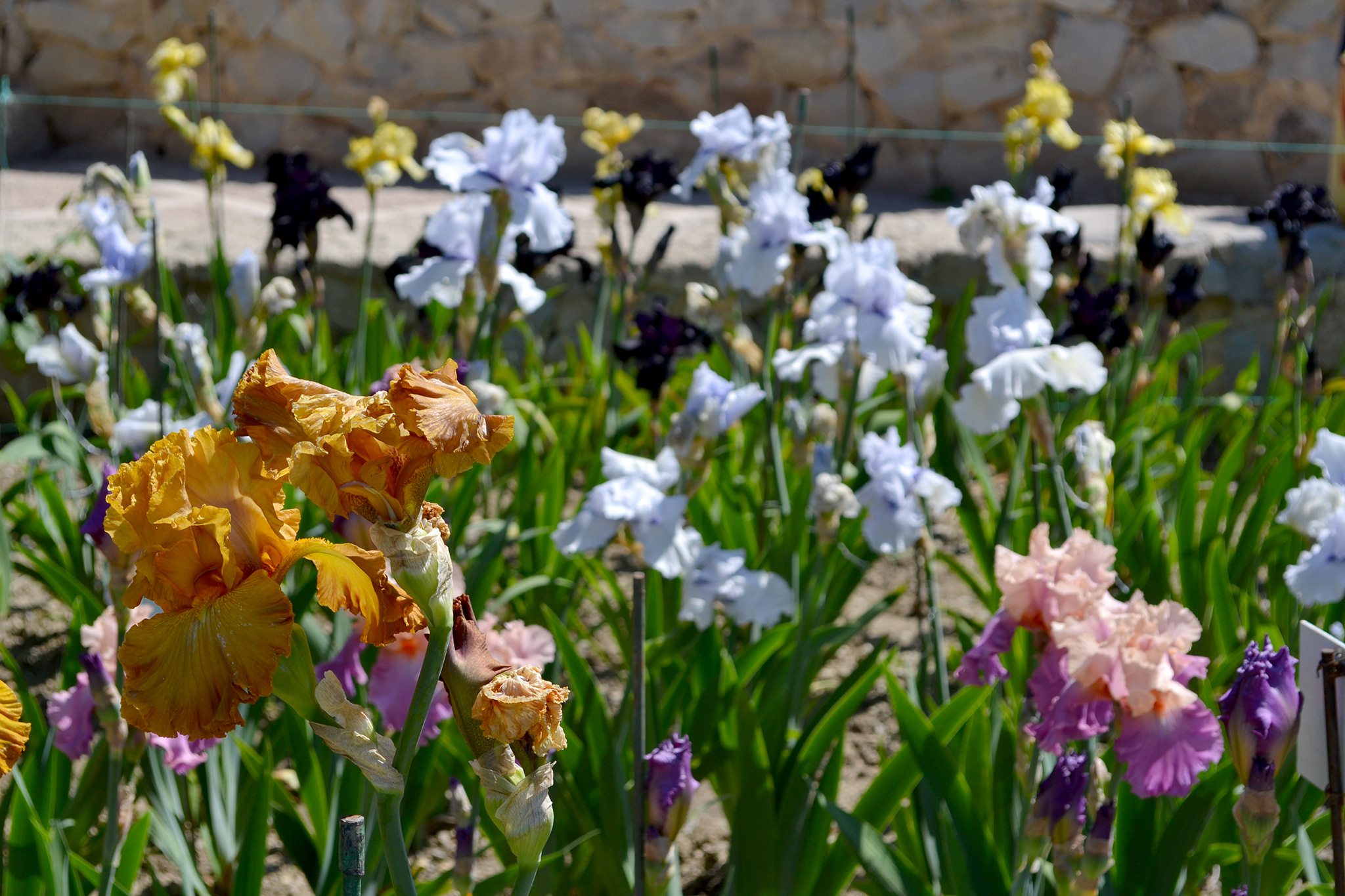 Ирис гибридный садовый, германский (Iris hybrida) — путеводитель по отдыху  в Крыму