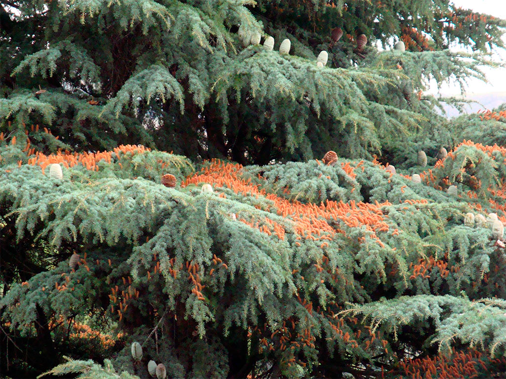 Кедр ливанский (Cedrus libani) — путеводитель по отдыху в Крыму