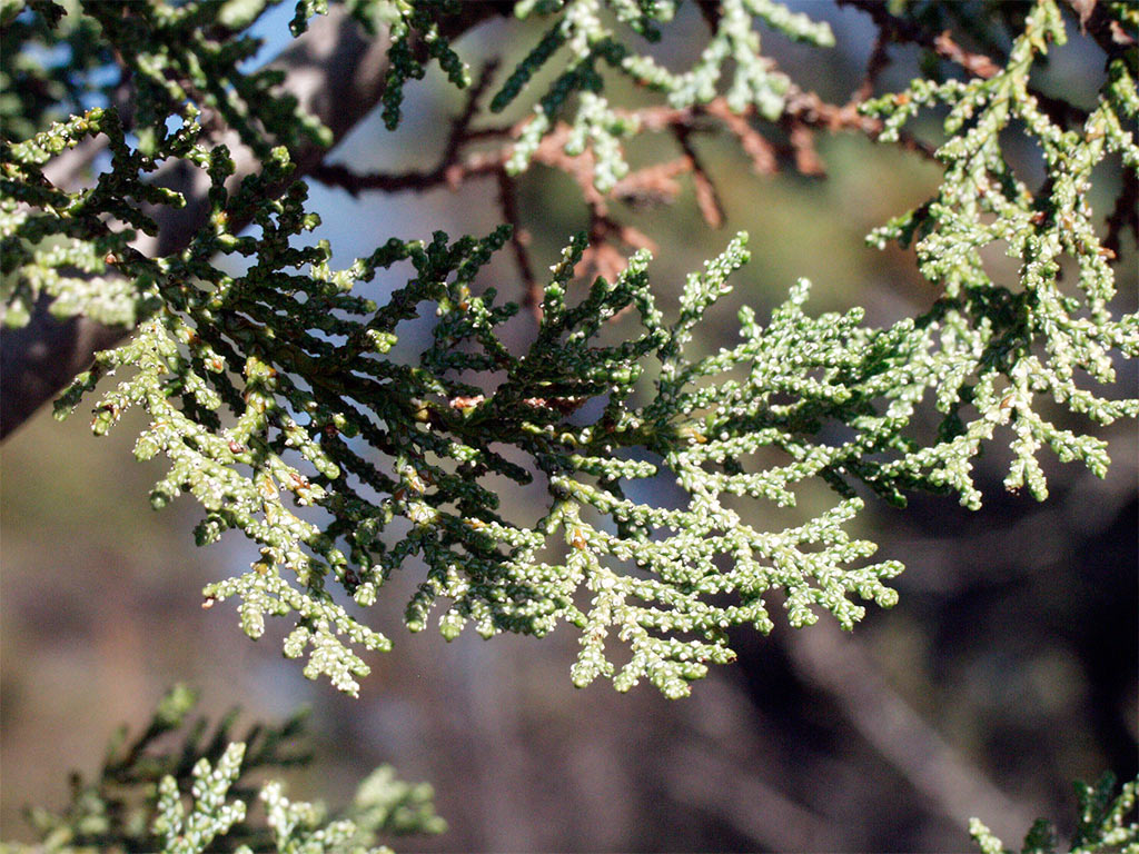 Кипарис Макнаба (Cupressus macnabiana) — путеводитель по отдыху в Крыму