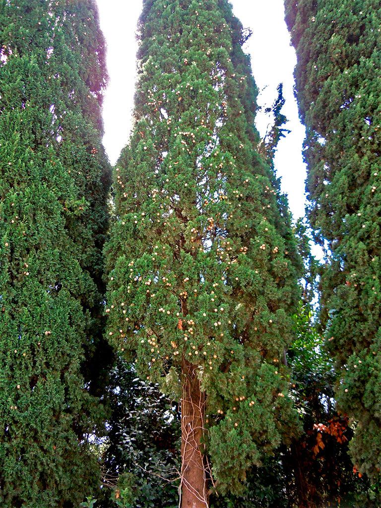 Кипарис вечнозелёный пирамидальный (Cupressus sempervirens) — путеводитель  по отдыху в Крыму