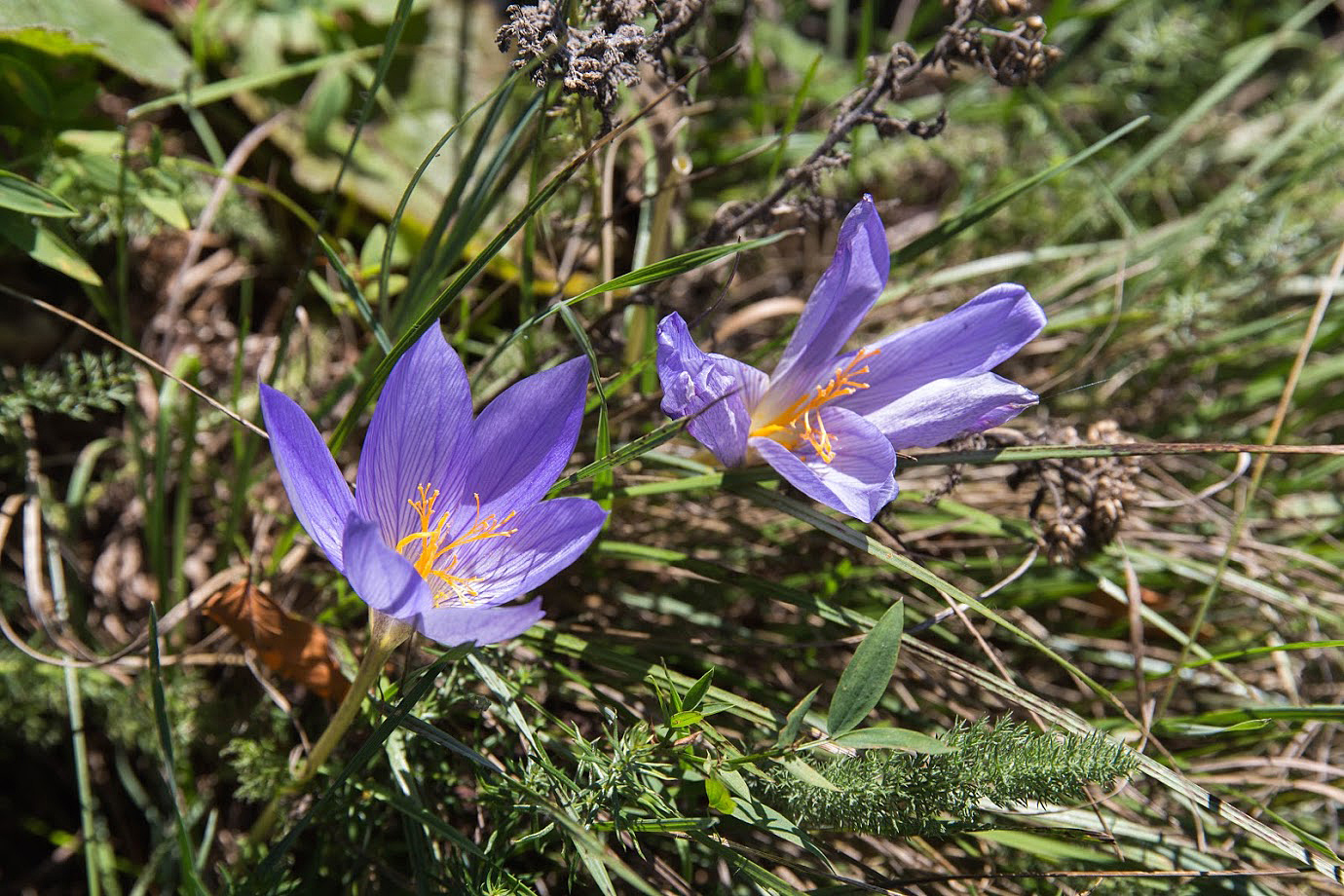 Красный крым растение. Редкое растение Крыма Крокус. Шафран Крымский. Crocus speciosus. Crocus speciosus Bieb..