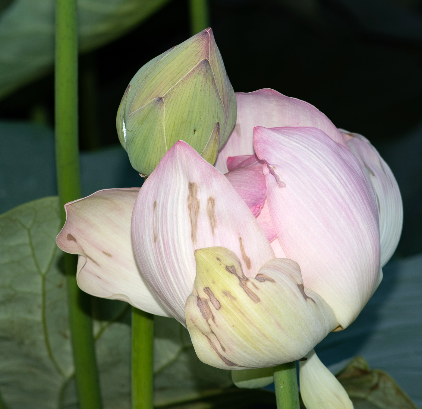 Лотос орехоносный, каспийский (Nelumbo nucifera) — путеводитель по отдыху в  Крыму