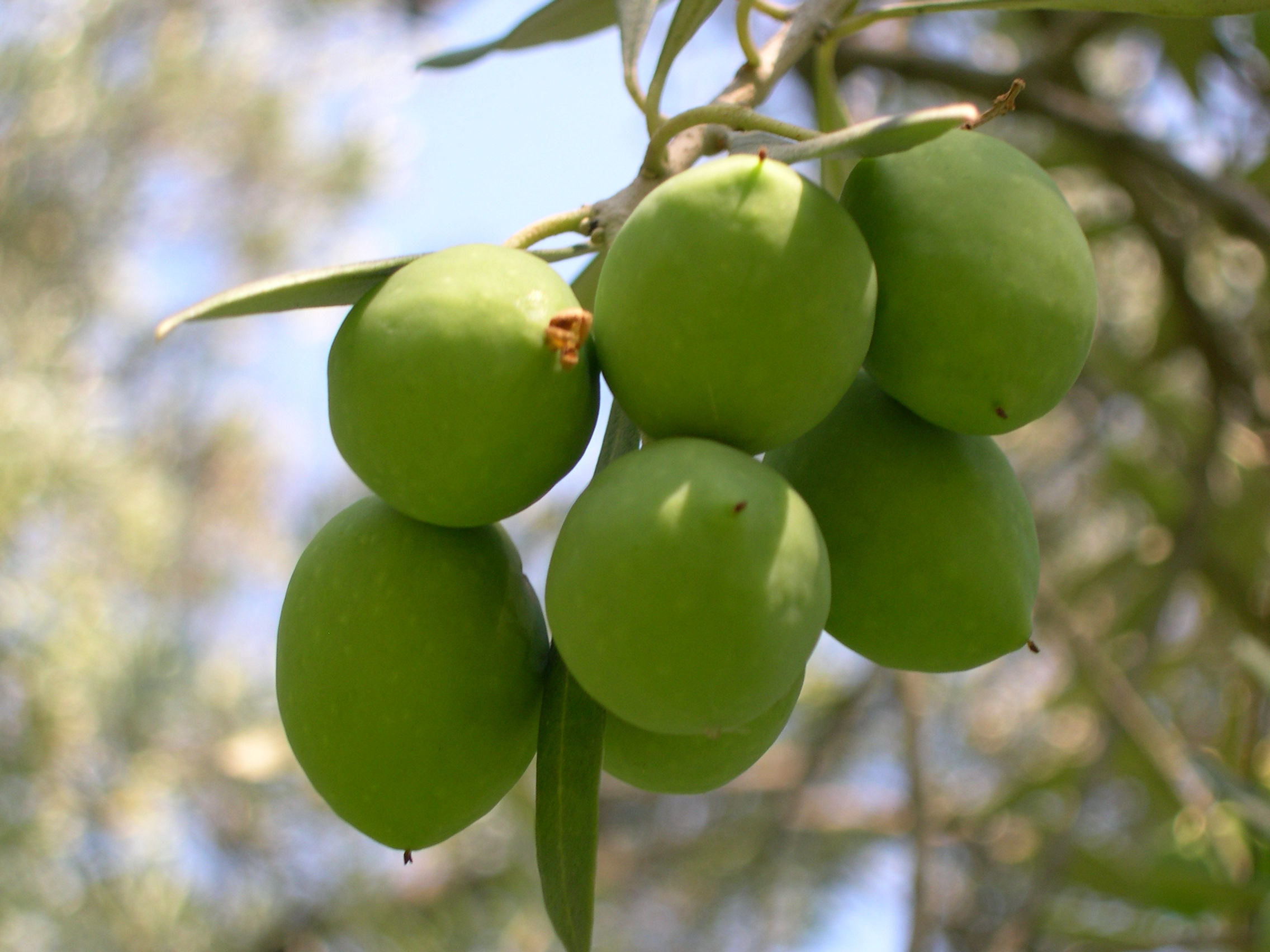 Маслина европейская (Olea europaea) — путеводитель по отдыху в Крыму