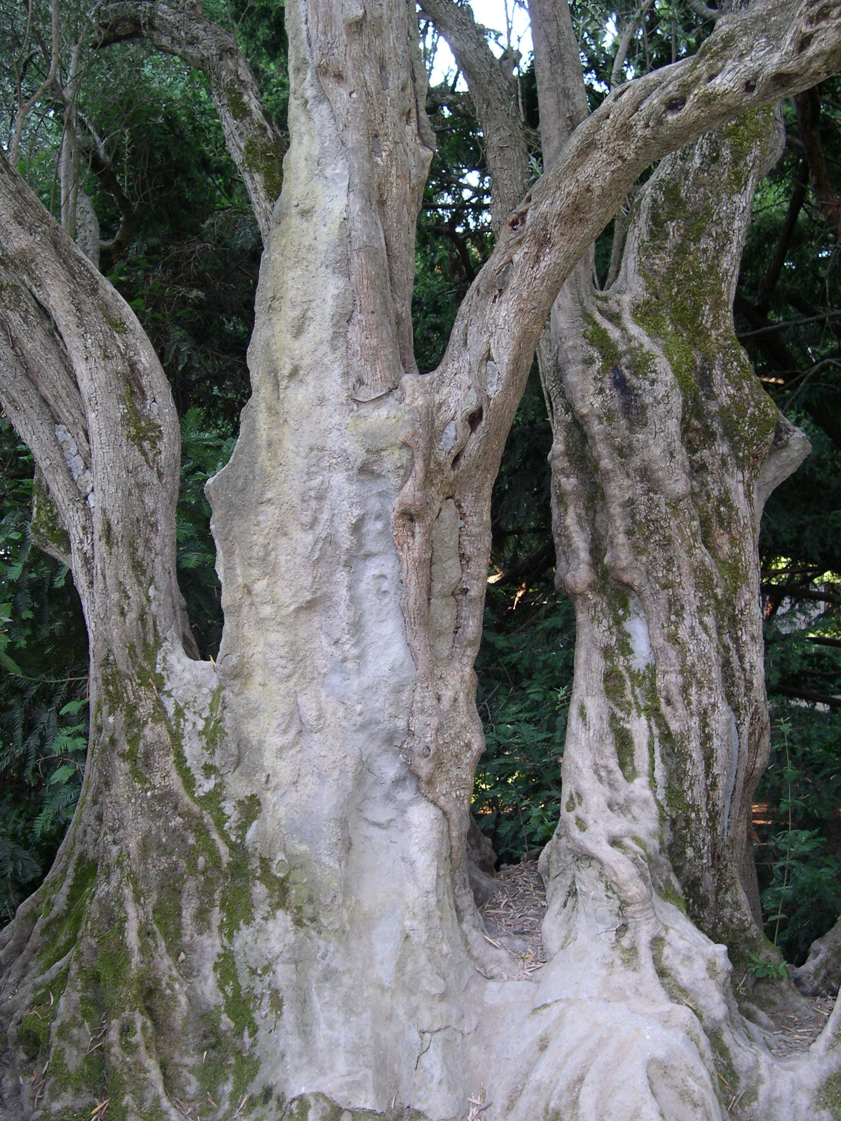 Маслина европейская (Olea europaea) — путеводитель по отдыху в Крыму