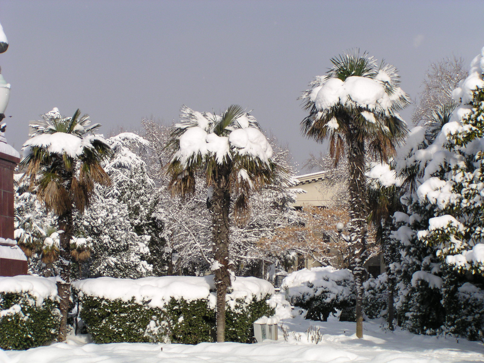 Пальма китайская веерная (Trachycarpus fortunei) — путеводитель по отдыху в  Крыму