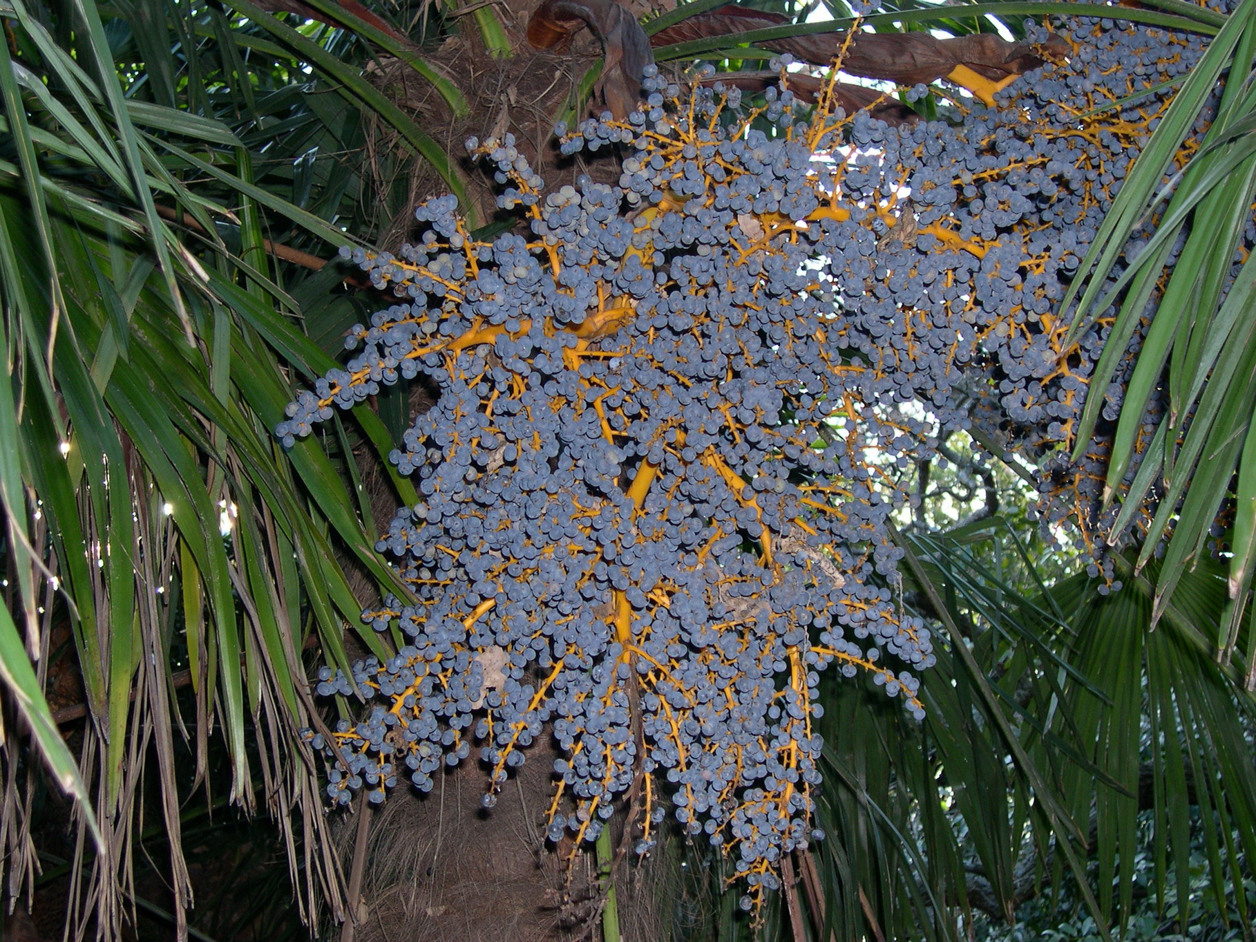 Пальма китайская веерная (Trachycarpus fortunei) — путеводитель по отдыху в  Крыму