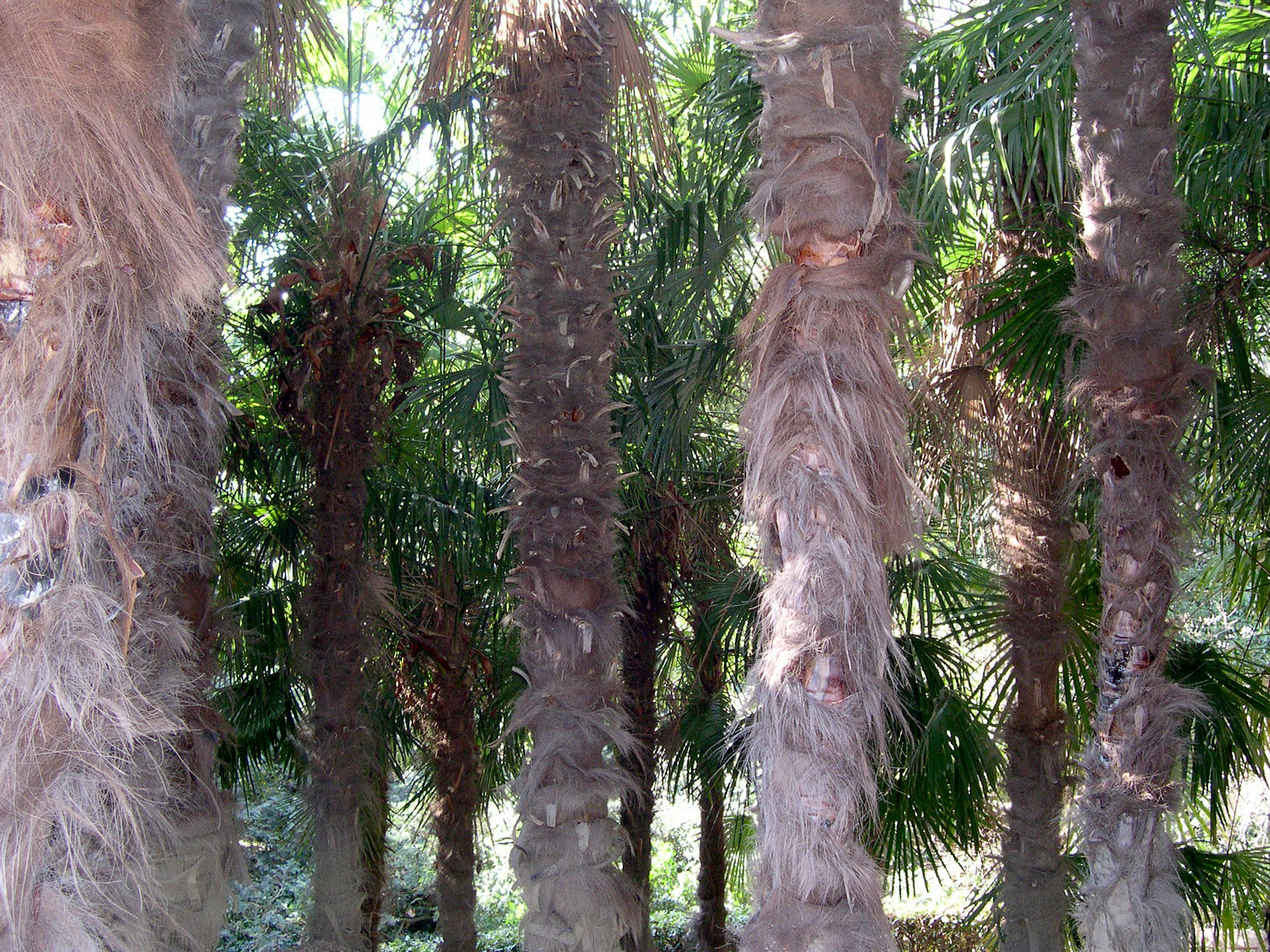 Пальма китайская веерная (Trachycarpus fortunei) — путеводитель по отдыху в  Крыму