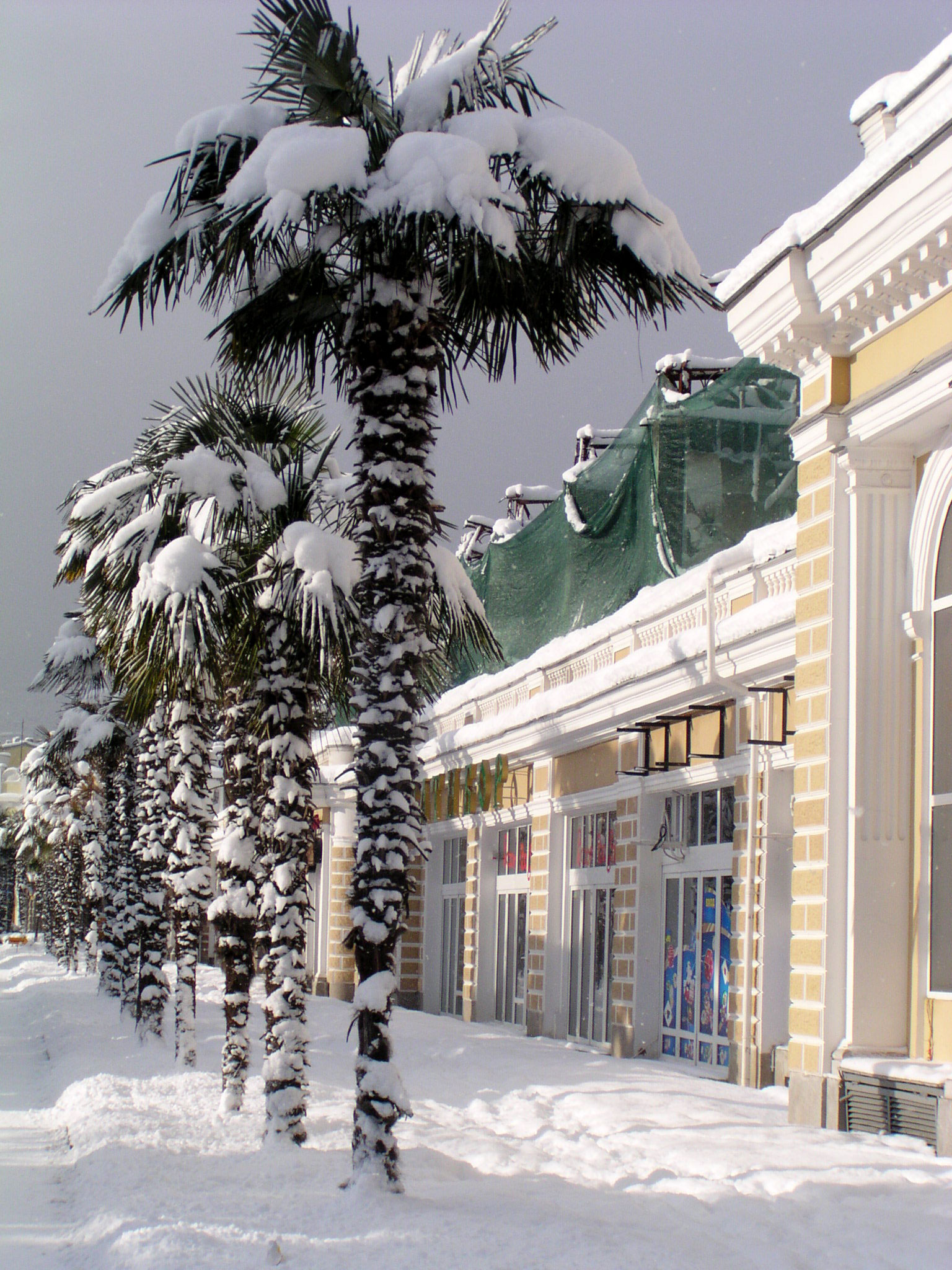 Пальма китайская веерная (Trachycarpus fortunei) — путеводитель по отдыху в  Крыму