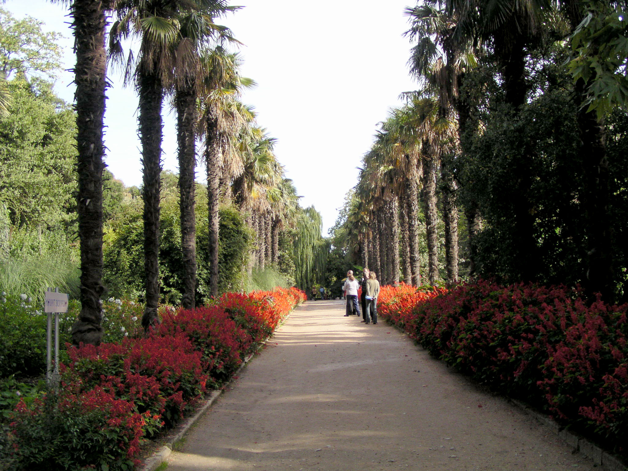 Пальма китайская веерная (Trachycarpus fortunei) — путеводитель по отдыху в  Крыму