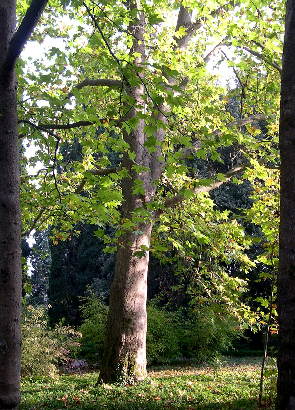 Платан клёнолистный, чинара (Platanus acerifolia) — путеводитель по отдыху  в Крыму