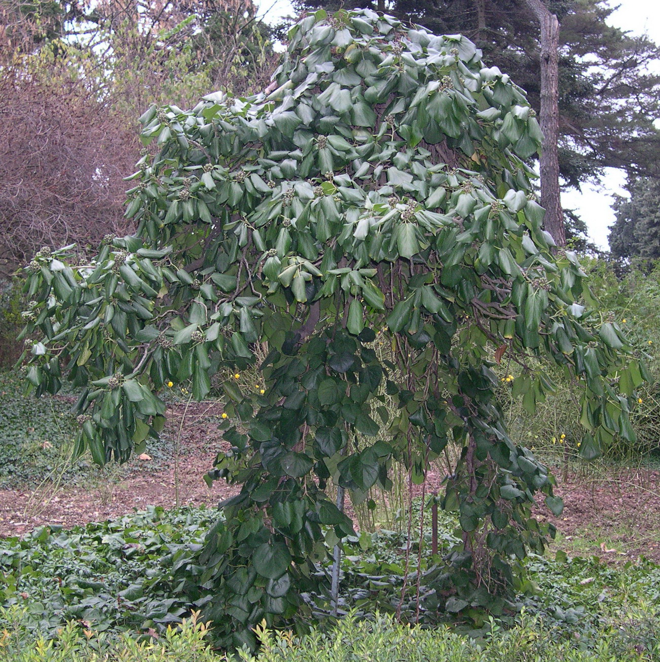 Плющ колхидский (Hedera colchica) — путеводитель по отдыху в Крыму