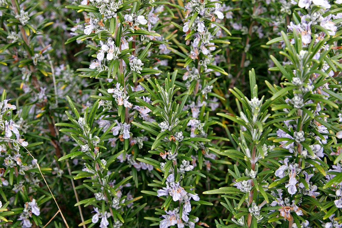 Розмарин лекарственный (Rosmarinus officinalis) — путеводитель по отдыху в  Крыму