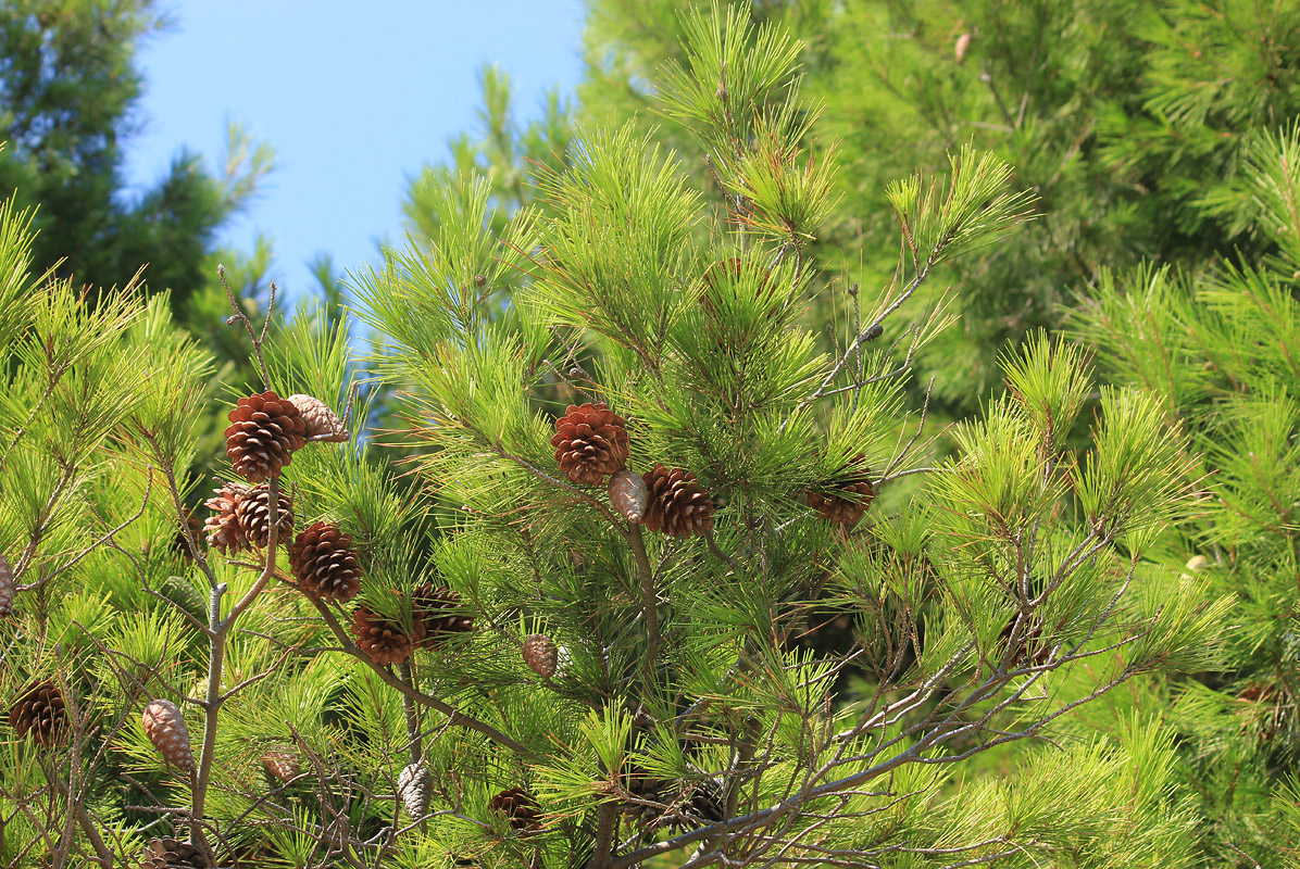 Сосна аллепская (Pinus halepensis) — путеводитель по отдыху в Крыму