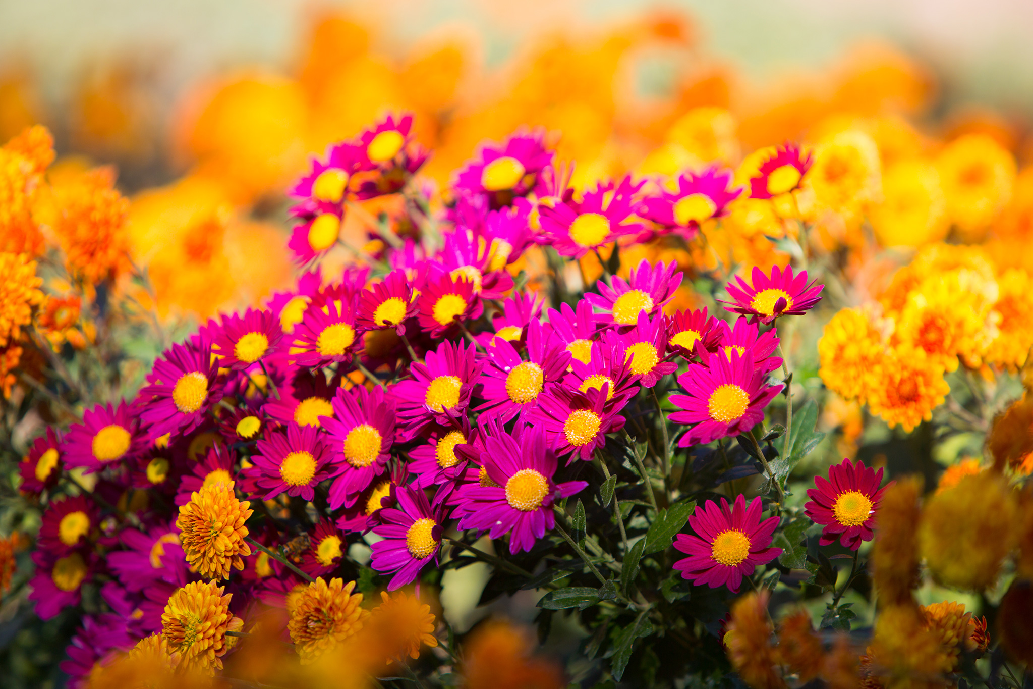 Хризантема (Chrysanthemum) — путеводитель по отдыху в Крыму