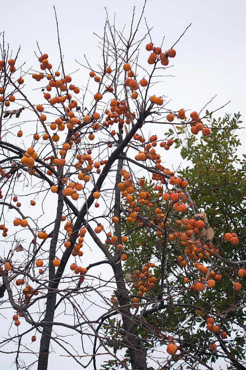 Хурма японская (Diospyros kaki) — путеводитель по отдыху в Крыму