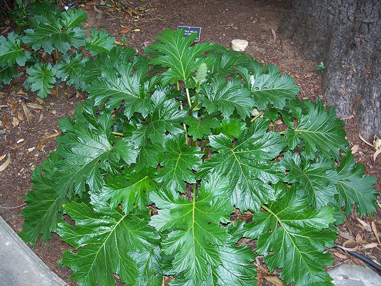 Акант мягкий (Acanthus mollis) — путеводитель по отдыху в Крыму