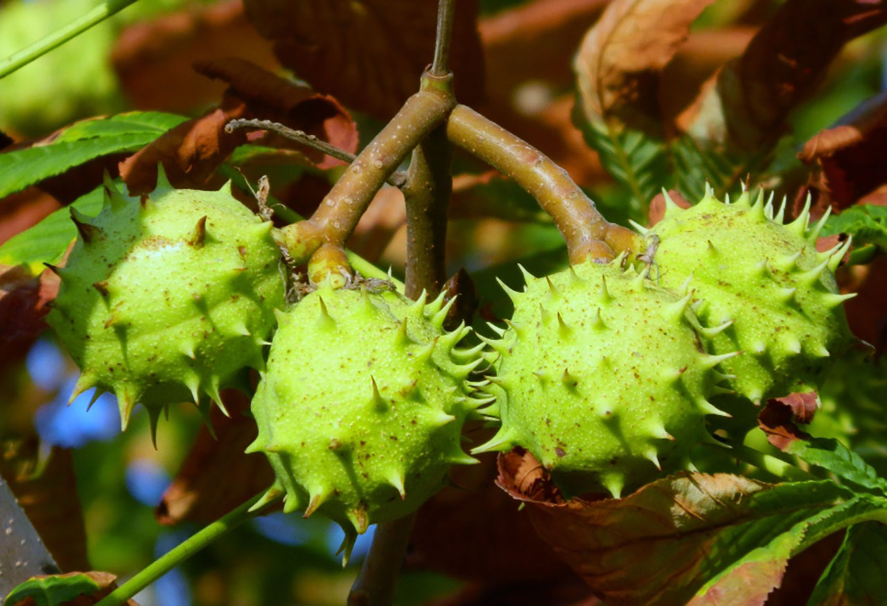 Каштан конский обыкновенный (Aesculus hippocastanum) — путеводитель по  отдыху в Крыму