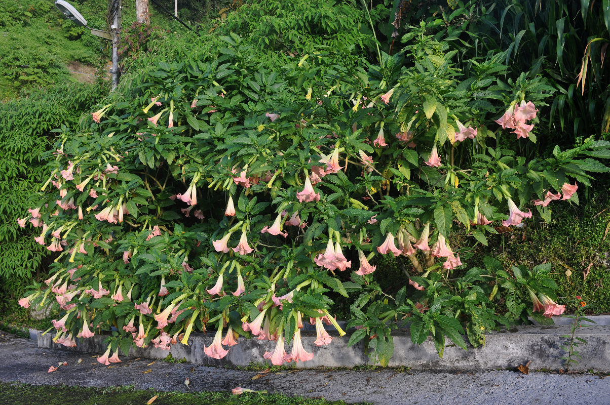 Древовидный дурман (Brugmansia) — путеводитель по отдыху в Крыму