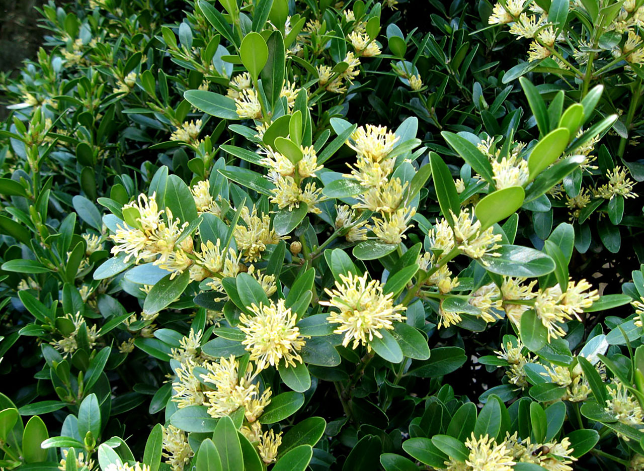 Самшит болгарский (Buxus balearica) — путеводитель по отдыху в Крыму